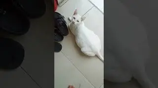 #tomandjerry #fyp #reels #youtubeshorts #cat #rat