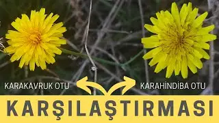 KARAKAVRUK OTU İLE KARAHİNDİBA OTU / Karşılaştırma / Yenen Yabani Otlar