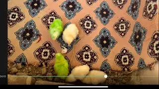 HUM MINI CHIKS LA AHY❤️