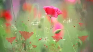 Футаж Маки (скачать футаж)