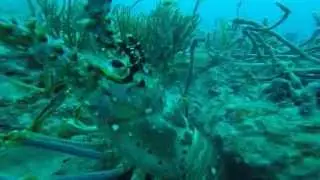 Scouting for Lobster Mini Season