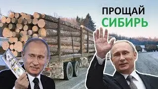 Вырубка леса. ФИЛЬМ 