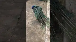 Beautiful Indian Peafowl #peacock #birds