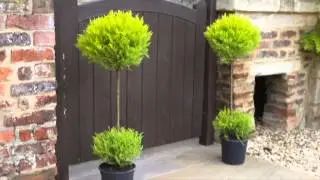 Cupressus Goldcrest Duo Ball
