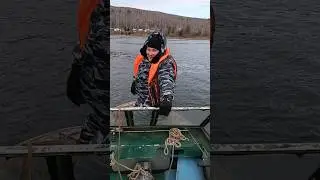 хариус трофейный