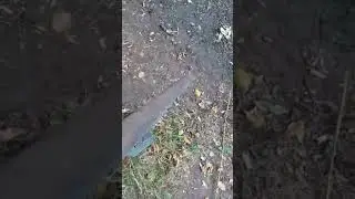 Супер финансирование на нужды парка)