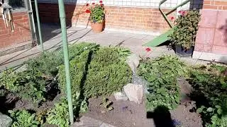 Сад мечты... Что мы выкопали из маминой теплицы...