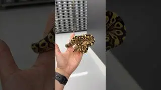 BETTER than the Clown Version?! Redstripe YB Spotnose Crypton! #snake #ballpython #reptiles