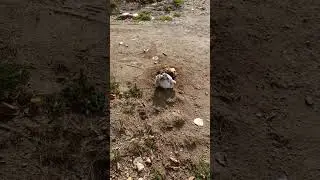 Pui