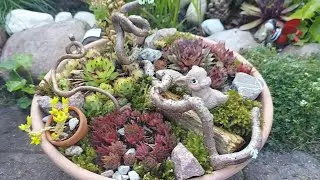 Домики для/ КОМПОЗИЦИИ из молодил/ каменных роз в моём саду# Häuser für Sempervivum...