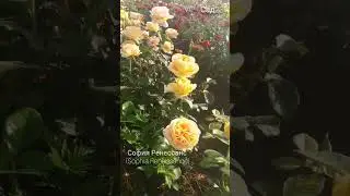 София Ренессанс (Sophia Renaissance) #лето #garden #цветы #розы #flowers #розарий
