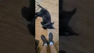 ❤❤❤#shorts #dog #puppies