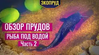 Review of ponds with fish underwater (part 2)