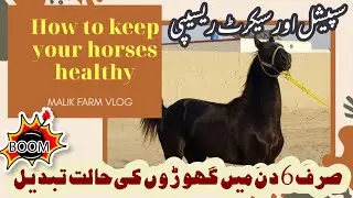 How to prepare a special feed of Horses | Secret Recipe | گھوڑوں کے جسم اور قدو قامت کی نشوونما |