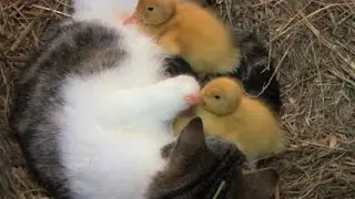 Animals Snuggling Compilation!