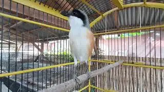 Suara merdu burung cendet bondol