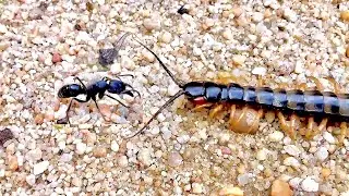 Animals That Regret Messing With Bullet Ants - जानवर जो पछताते हैं बुलेट चींटियों के साथ खिलवाड़ करत