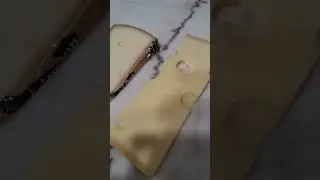 Why does Swiss cheese have holes? #swiss #cheese