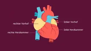 Herzinfarkt einfach erklärt | sofatutor