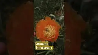 Опунция Энгельмана ( Opuntia engelmannii).💪