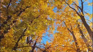 Autumn colors and relaxing music, the foliage, magical autumn atmosphere