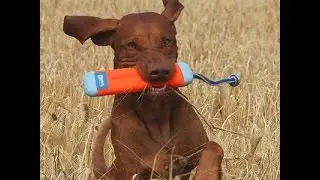 Dog toy reviews  Chuckit Bumper a kutyamania.hu-n