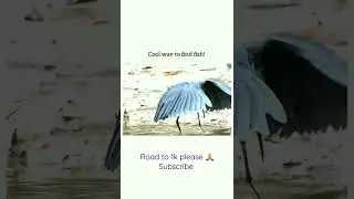 cool way to find 🐟