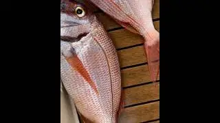 Pargus
