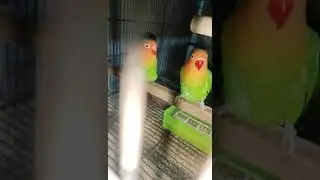 eclectus parrot #trendingvideo #viralpost #canada #usa #famous #trendingnow