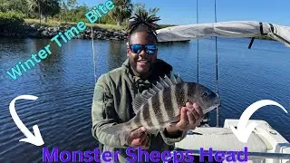 How To Catch SheepsHead the easy way using crabs!!