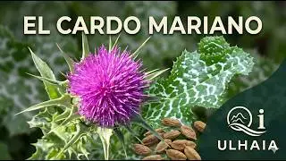 Propiedades medicinales del CARDO MARIANO (Silybum Marianum)