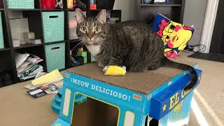 The cats got a taco truck...