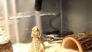 cricket vs bearded dragon. guess who wins