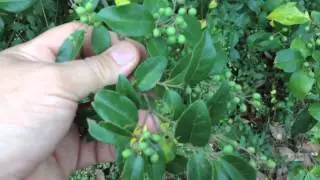 Tennessee Naturalist Program - Volunteering (Chinese Privet and Bush Honeysuckle)