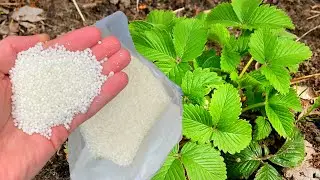ДОБАВЬТЕ В НОЯБРЕ ЭТО В ЛУНКУ ПРИ ПОСАДКЕ КЛУБНИКИ! КЛУБНИКИ БУДЕТ В 10 РАЗ БОЛЬШЕ