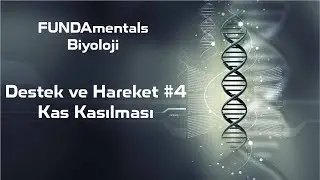 Destek ve Hareket #4 Kas Kasılması