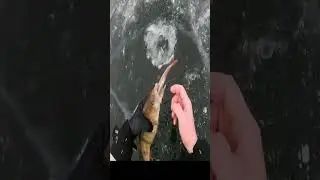ОКУНЬ КАННИБАЛ. Зимняя рыбалка. 👉👉👇👇👇
