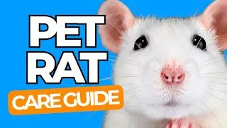PET RAT CARE 101 - The Happy Pet Rat Guide for Beginners