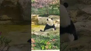 #Факты о пандах