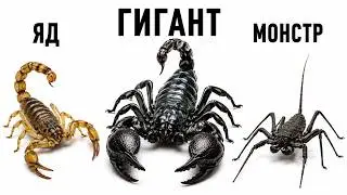 Scorpions That Even Nature Fears | 8 Species in 12 Minutes
