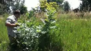 Goodhue ditch, large plant, July 25 2010, 3/3