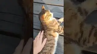Красавчик котик