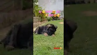 Cutest video of the day🐶😋🥰😁.His name is dollar. #youtubeshorts #viral #doglover #dog #trendingshorts