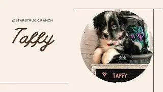 Taffy