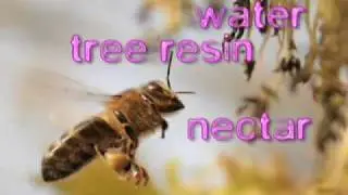I Heart Honeybees