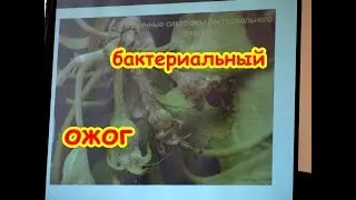 Бактериальный ожог