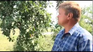 Молдавский урожай сгниет в садах