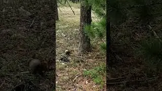 Снова встретил белку в лесу #природа #лето #белка #янао #лес #forest #squirrel #russia