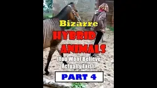 Part 4: Bizarre HYBRID ANIMALS You Won't Believe Actually Exist | OFW Insights World
