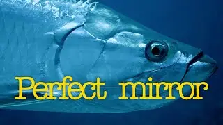 Why are many open ocean fish silver?